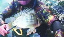 鱼爆料的视频大全集